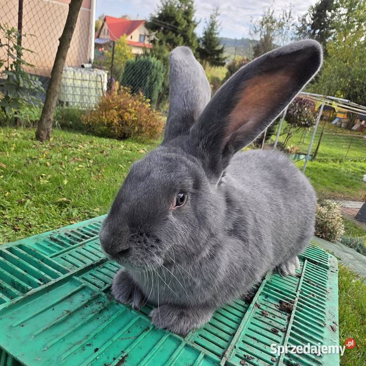 Sprzedam samice 2 sztuki osn osc małopolskie Mszana Dolna sprzedam