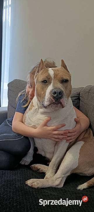 Szczenięta American staffordshire terrier sprzedam