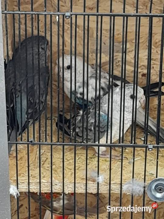 Świergoty Kędzierzyn-Koźle