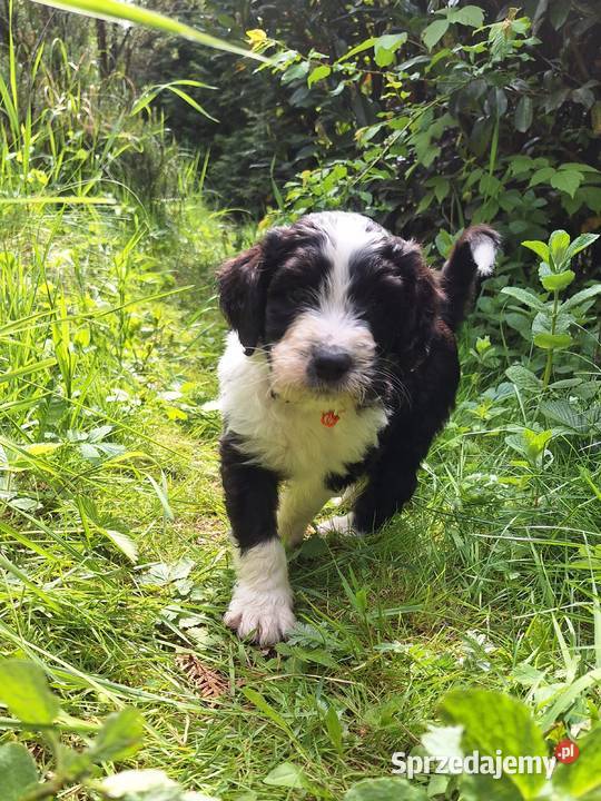 BernedoodleRodzice FCI inteligentny puchaty Chyliczki