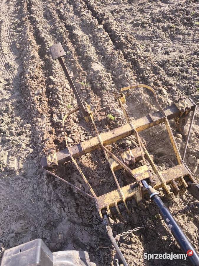 Głębosz trójka Dryja