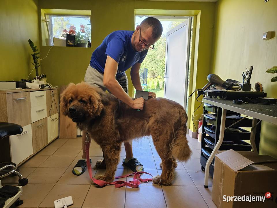 Salon groomerski psi fryzjer kąpiel strzyżenie Huta Mazowszańska sprzedam