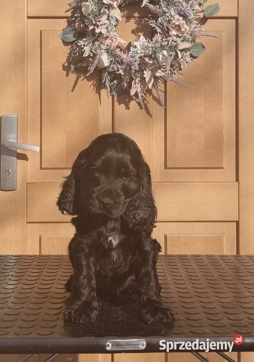 Cocker spaniel angielski