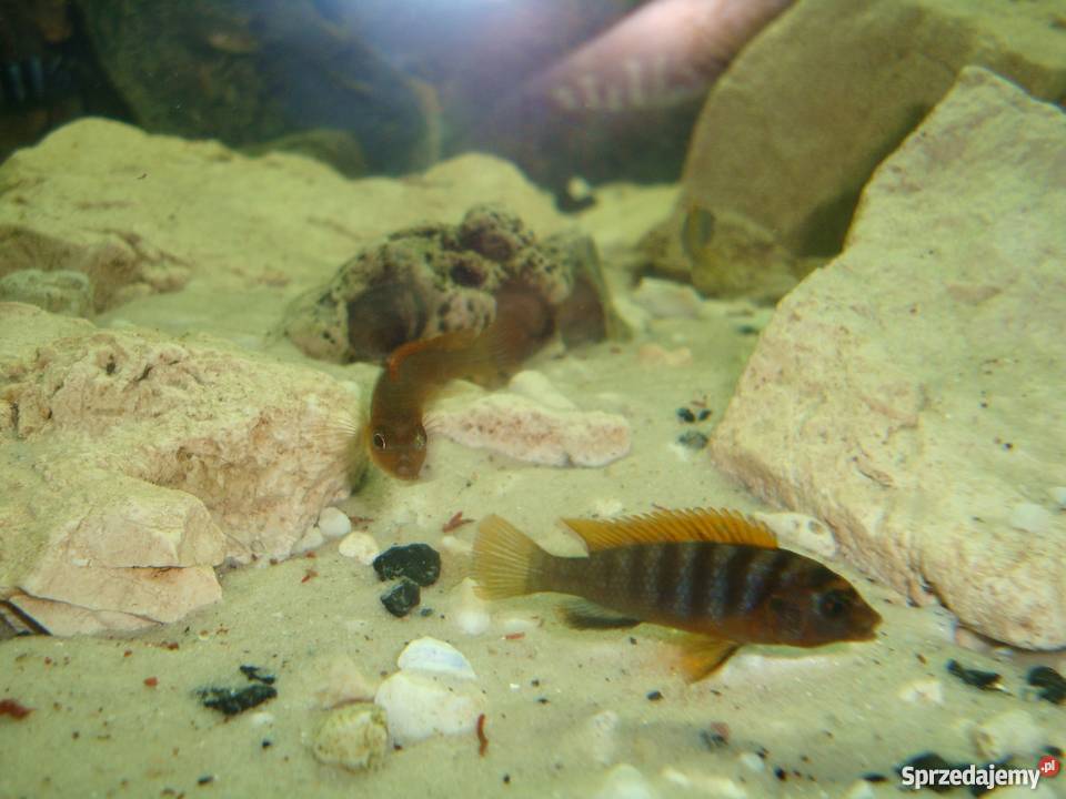 Pyszczaki Labidochromis Hongi Sweden małopolskie Kraków