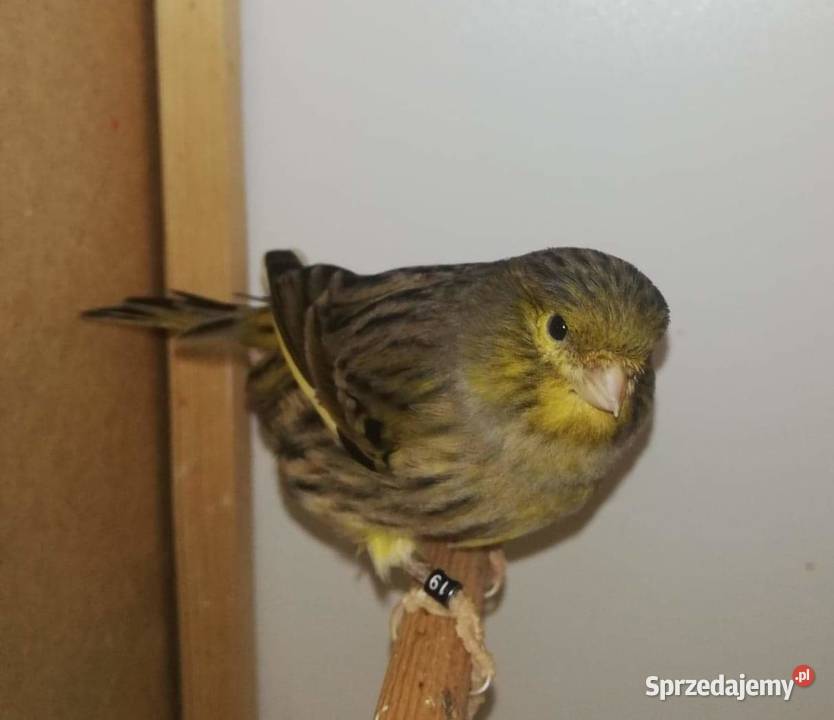 Samciec zielony 2019 samice 2020 Ptaki Pustków-Osiedle