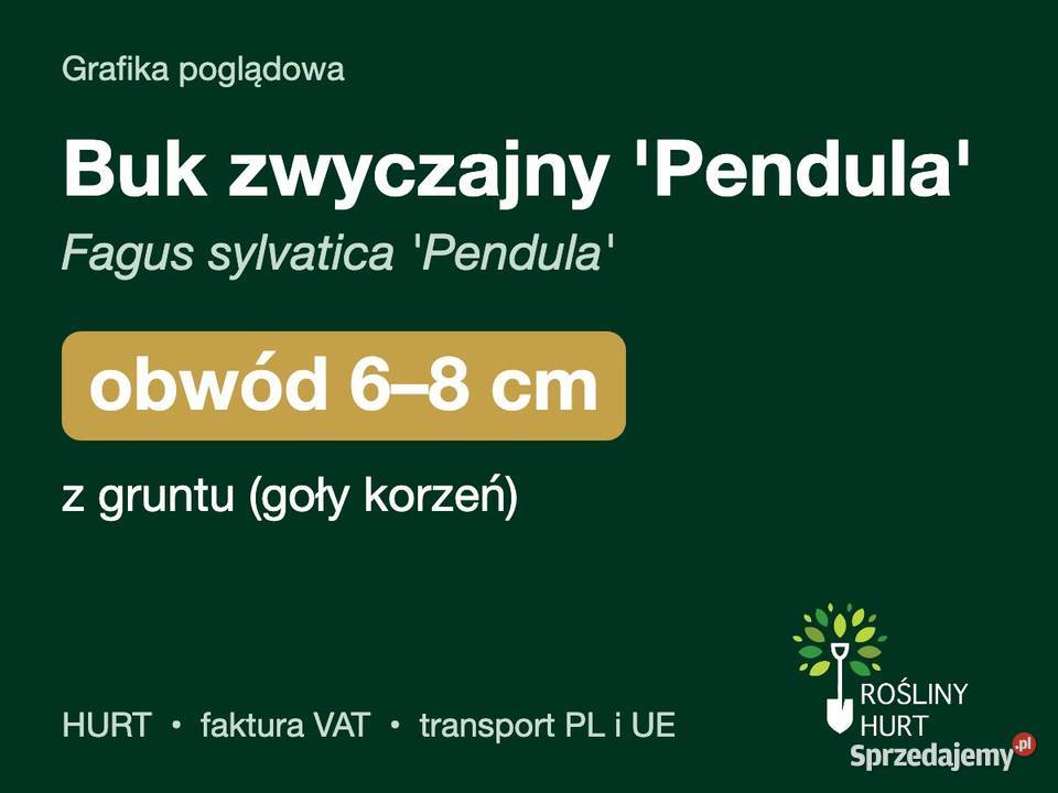 Buk zwyczajny Pendula obwód 68 z gruntu HURT