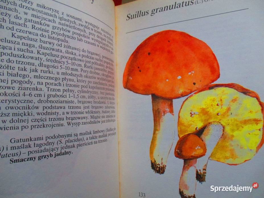 Grzyby leśne Grzywacz grzyby botanika las łódzkie Łódź