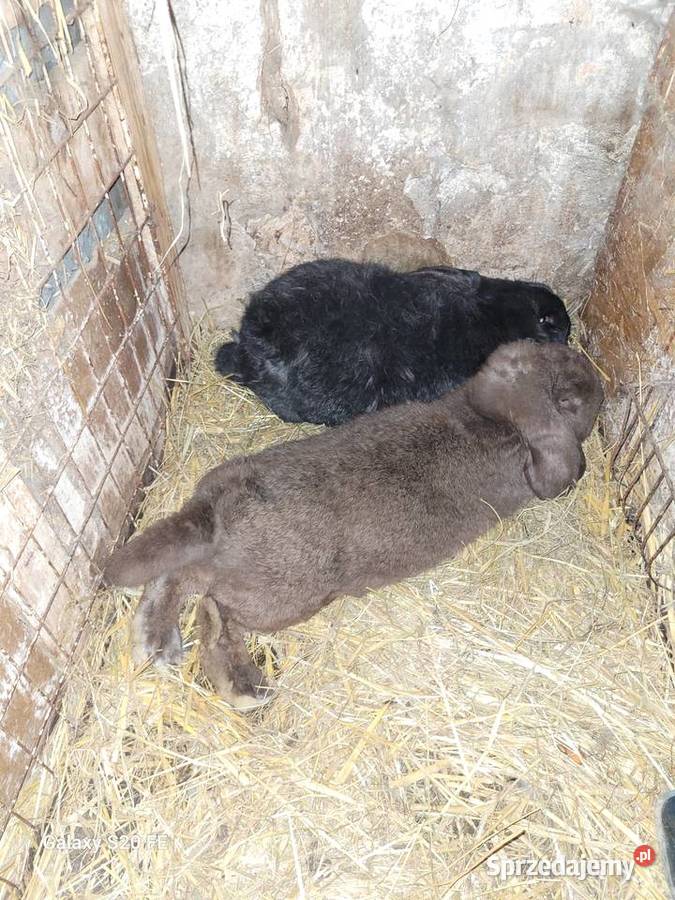 Barany francuskie Żłobizna