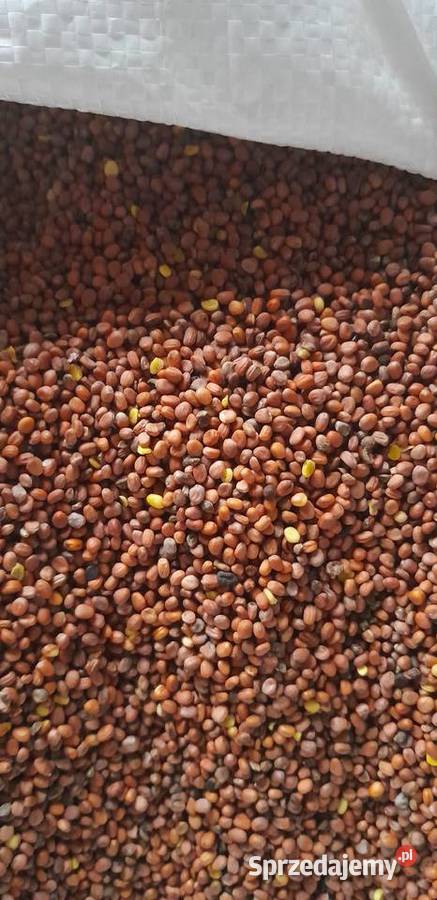 Rzodkiew oleista do siewu Stopnica sprzedam