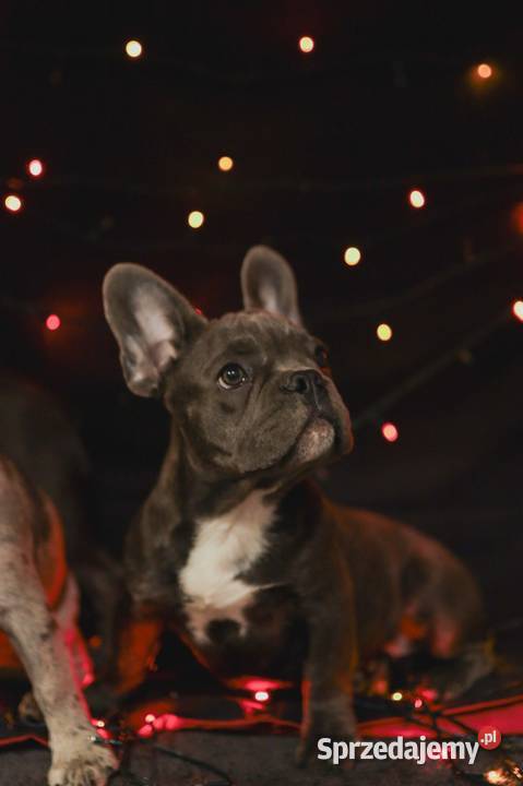 Francuskie buldogi blue i merle Przyszowice