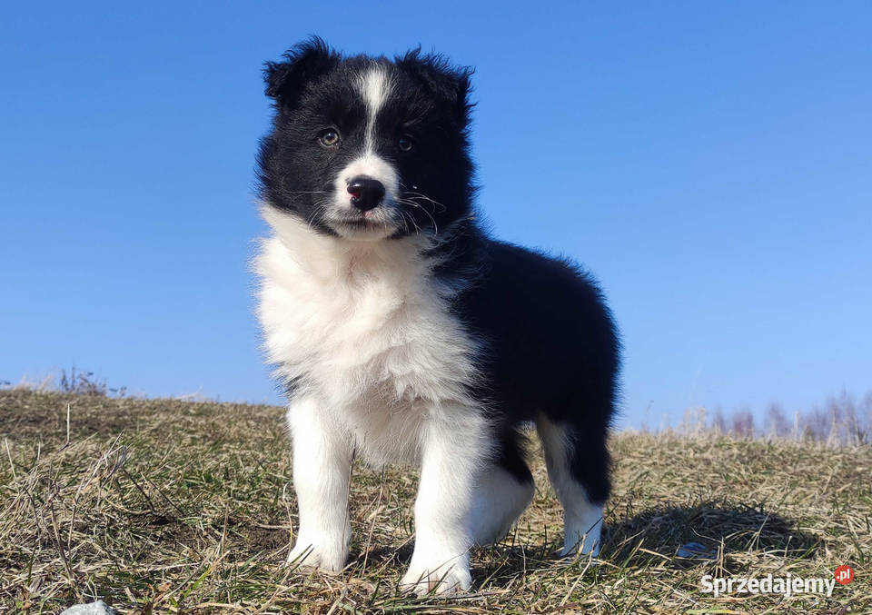 Piękny rasowy pies Border Collie z Hodowli pełna podkarpackie