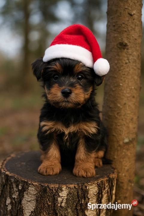 Piękny piesek York XXS z rodowodem Kraków sprzedam