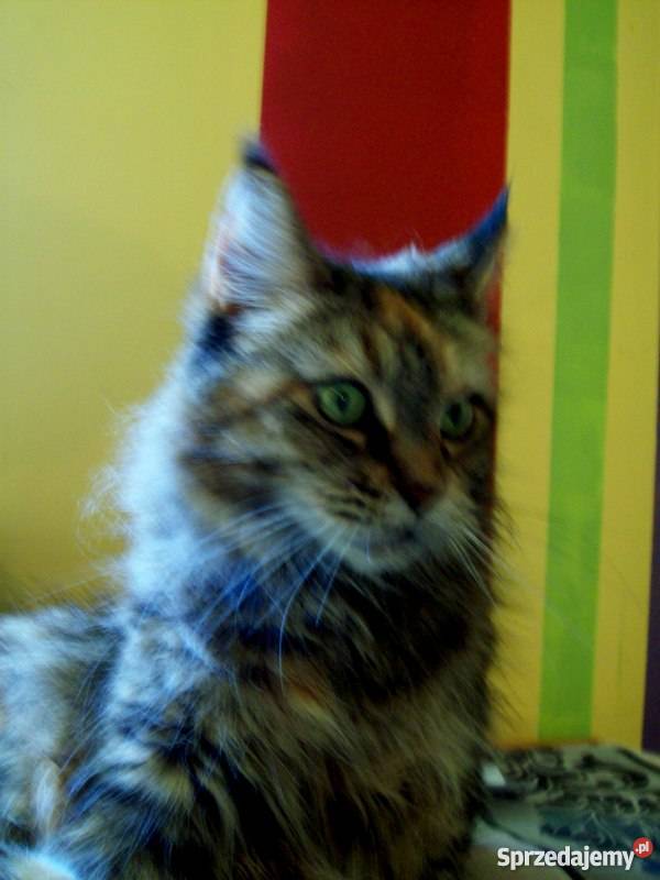 Kocięta Maine Coon Radom