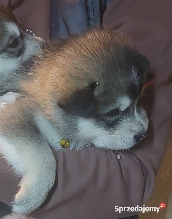 Alaskan Malamute suka szczenię Przemyśl