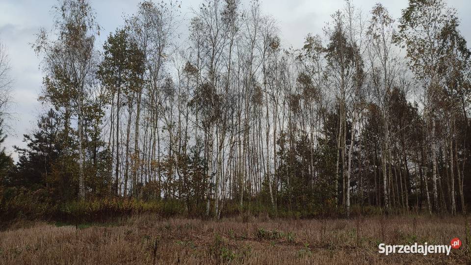 drzewo brzoza na sprzedaż Opał Bojanów