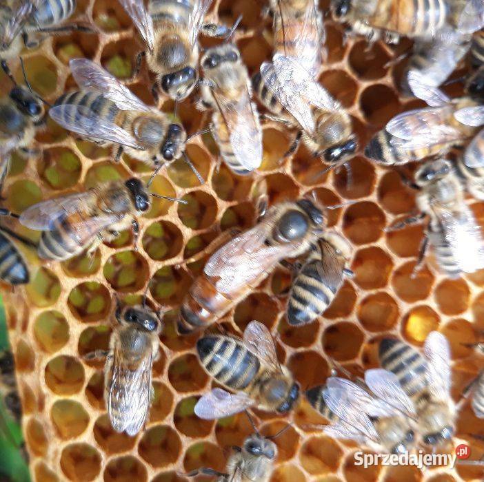 Matki pszczele Nieska Primorski VSH Elgon Tarnów