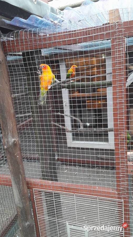 Sprzedam samca konury słonecznej dolnośląskie Raków sprzedam