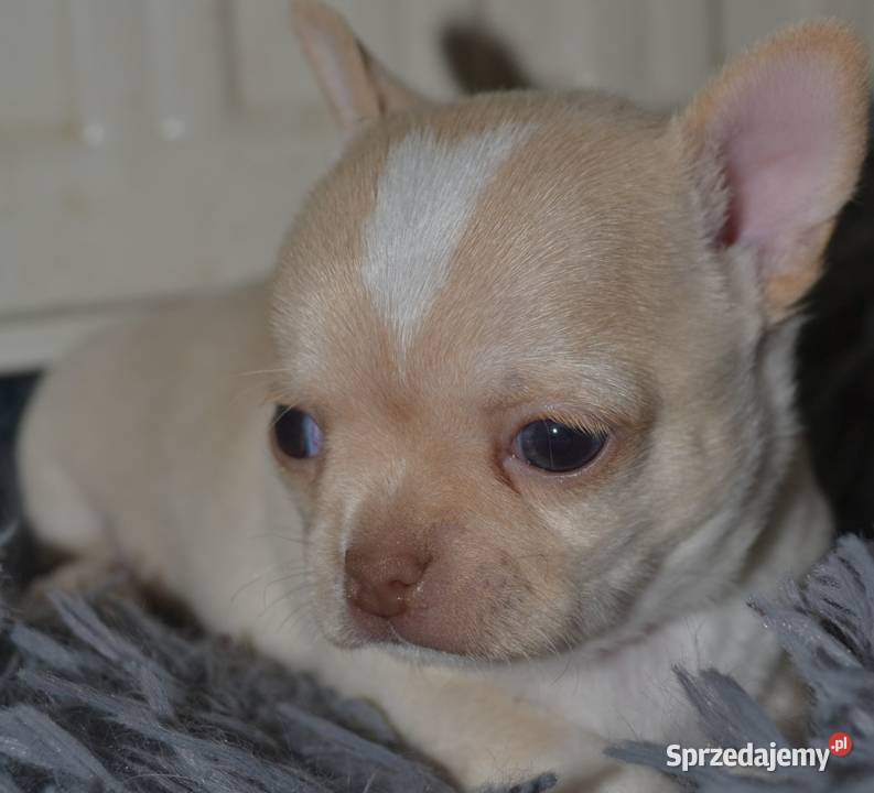 CHIHUAHUA ŚLICZNY PIESEK mazowieckie Warszawa