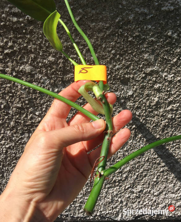 Philodendron filodendron Emerald Queen sadzonka Kraków sprzedam