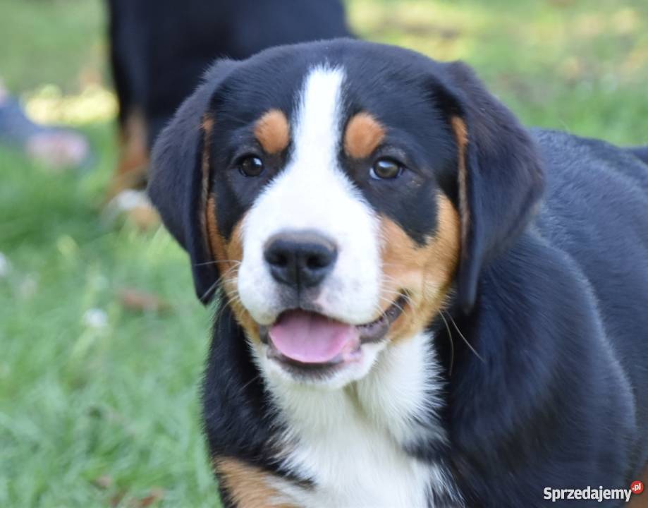 Duży Szwajcarski Pies Pasterski FCI zachodniopomorskie Chociwel-Wieś