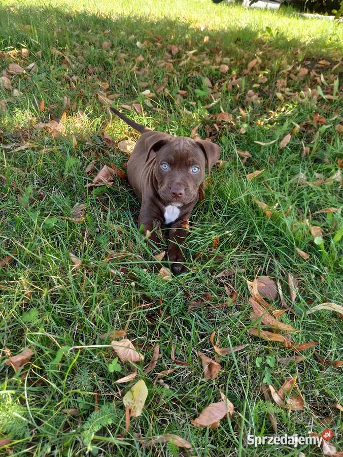 Pitbull Red Nose Pit Bull Stalowa Wola