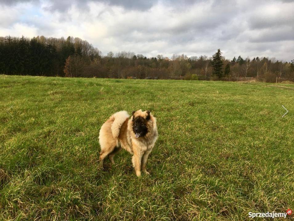 Eurasier FCI 291 sprzedam szczeniaka 9 zachodniopomorskie Szczecin sprzedam