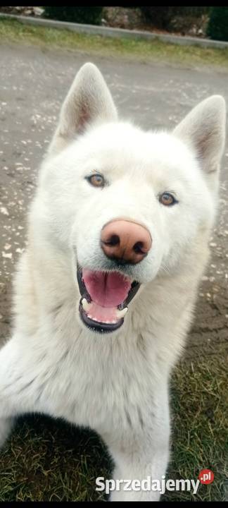Suczka Siberian Husky ZKwP FCI podkarpackie Mielec