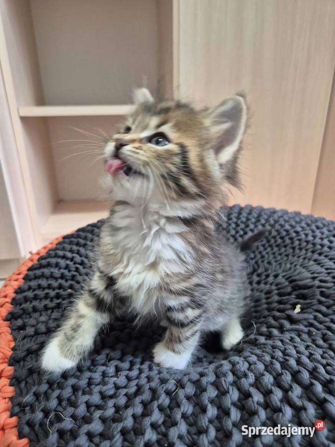 Syberyjska kotka NIKA rodowód FIFE FPL