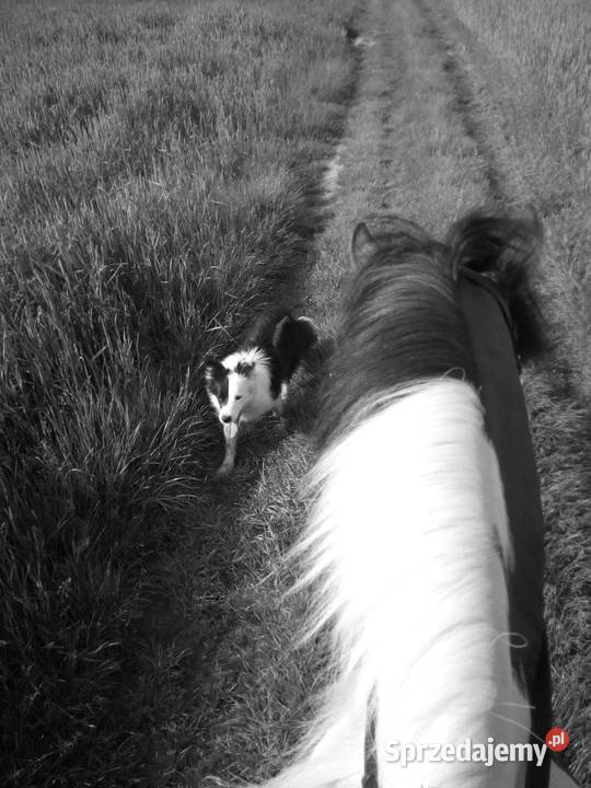 Border Collie FCI do odbioru lekarza weterynarii Dębica sprzedam