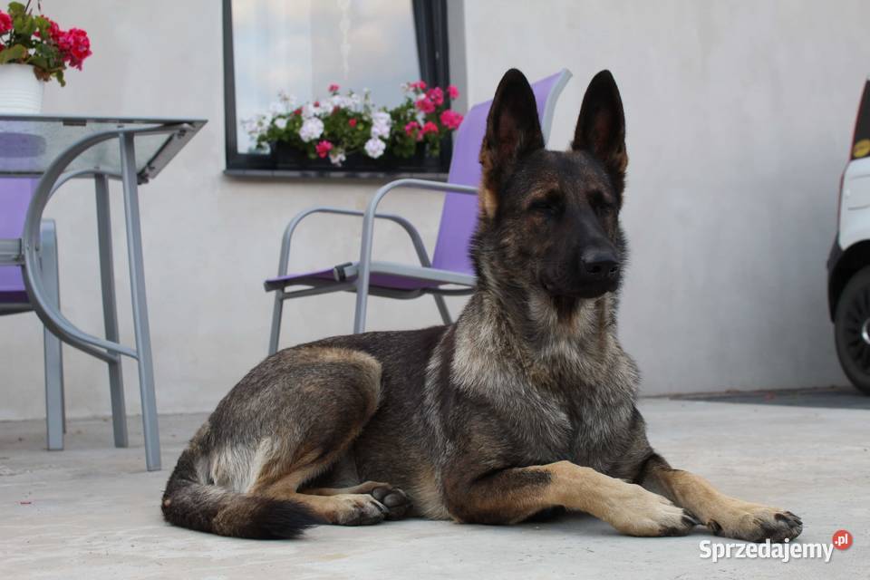 Owczarek niemiecki szczenięta pomorskie Wojtal