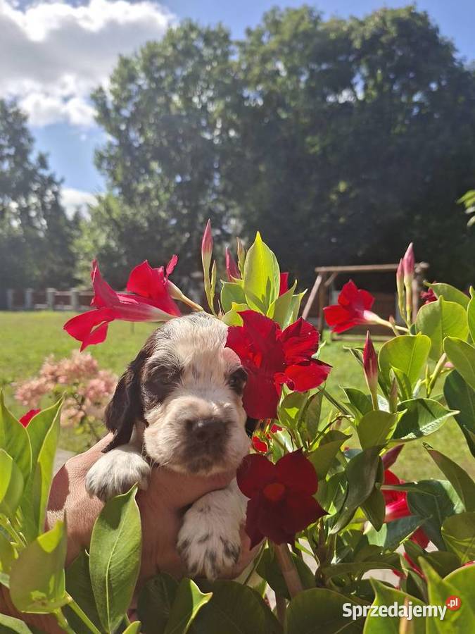 Springer Spaniel Angielski ZKwP Zwierzęta Toruń