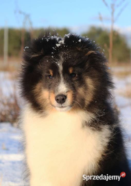 Owczarek szetlandzki sheltie piesek tri color Pozostałe Pozostałe Gorzów Wielkopolski