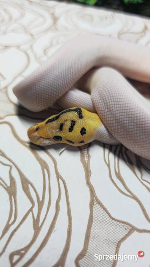 Wąż pyton królewski python regius samiec Wrocław