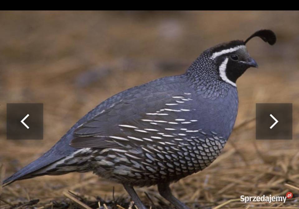 Para przepiórek kalifornijskich Lubliniec sprzedam