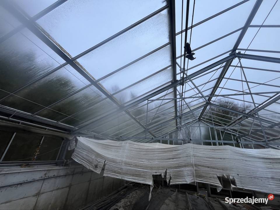 Szklarnia przemysłowa do rozbiórki 30m 10m Turek
