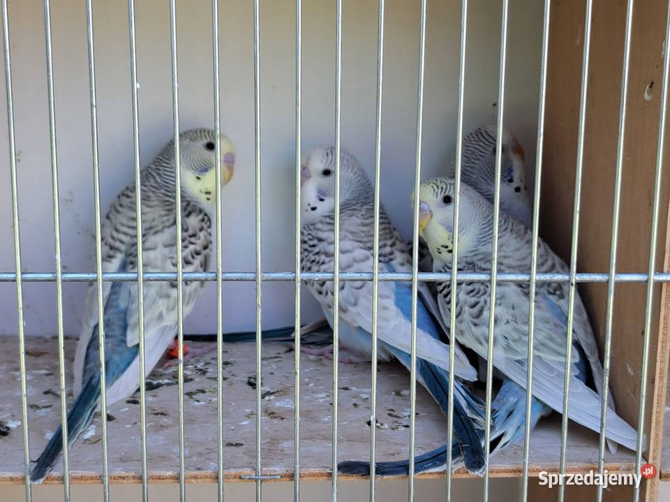 Papugi papużki faliste TCB łódzkie Łask