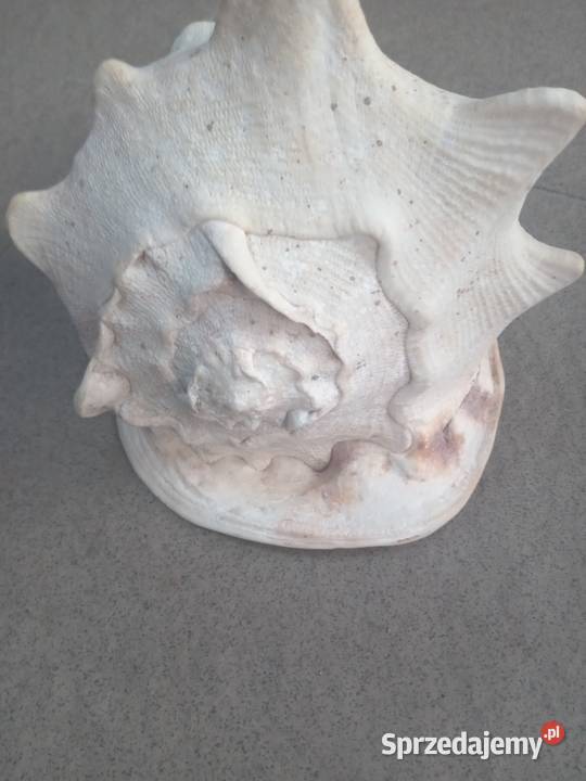 Muszla morska duża Gdańsk