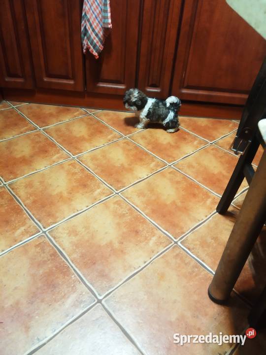 Shih TZU przepiękne szczeniaki tricolor i świętokrzyskie Klimontów