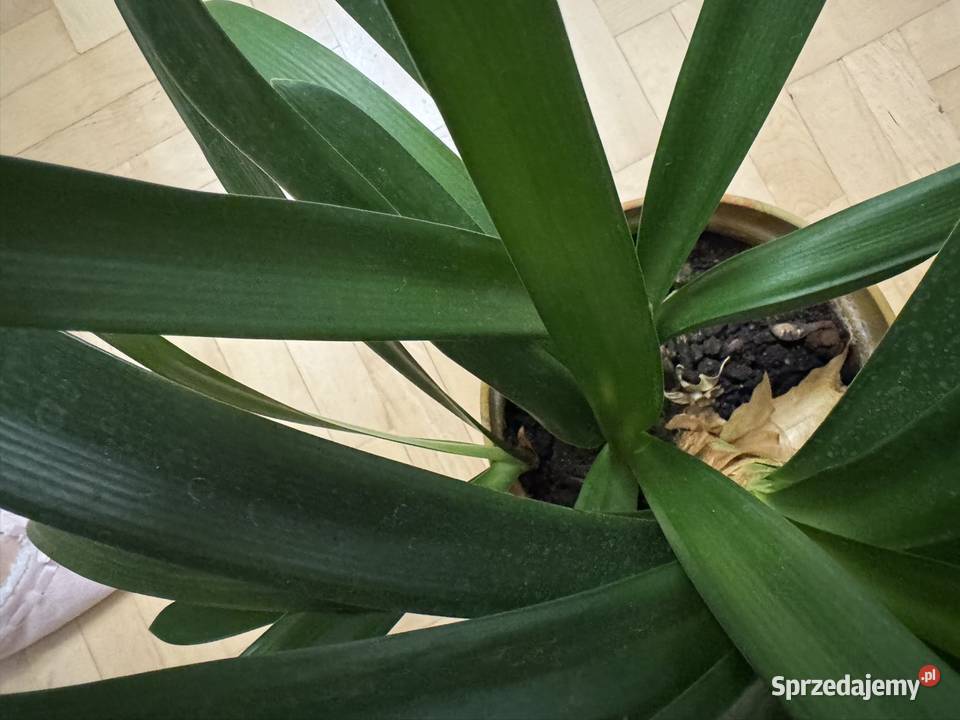 Kliwia pomarańczowa doniczkowa clivia miniata