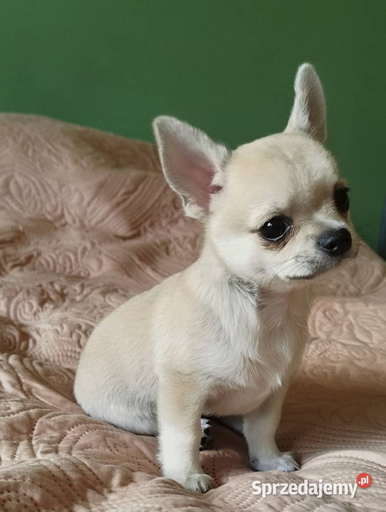 Chihuahua maleńki piesek Chihuahua Konin