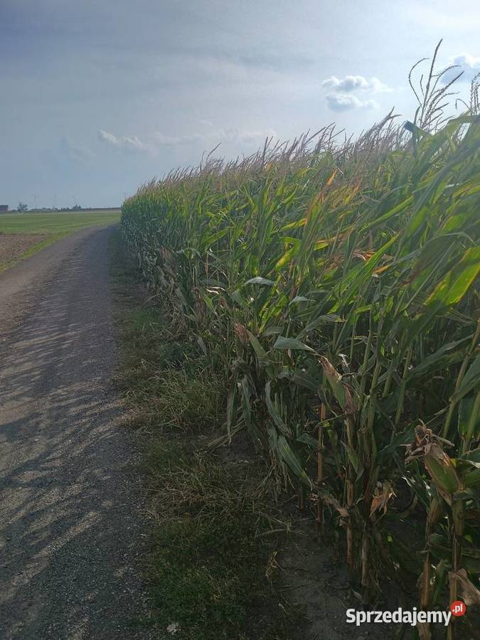 Kukurydza na kiszonke sprzedam