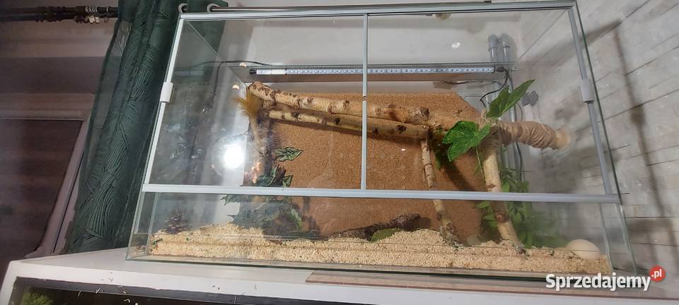 Terrarium Terrarystyka