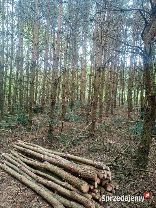 Wycinka drzew Radom ogród