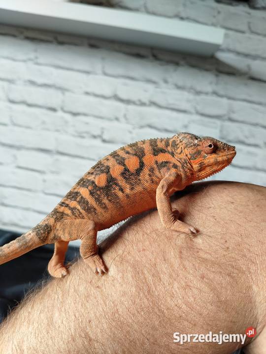 Kameleon lamparci ambilobe jaszczurka madagaskar Częstochowa