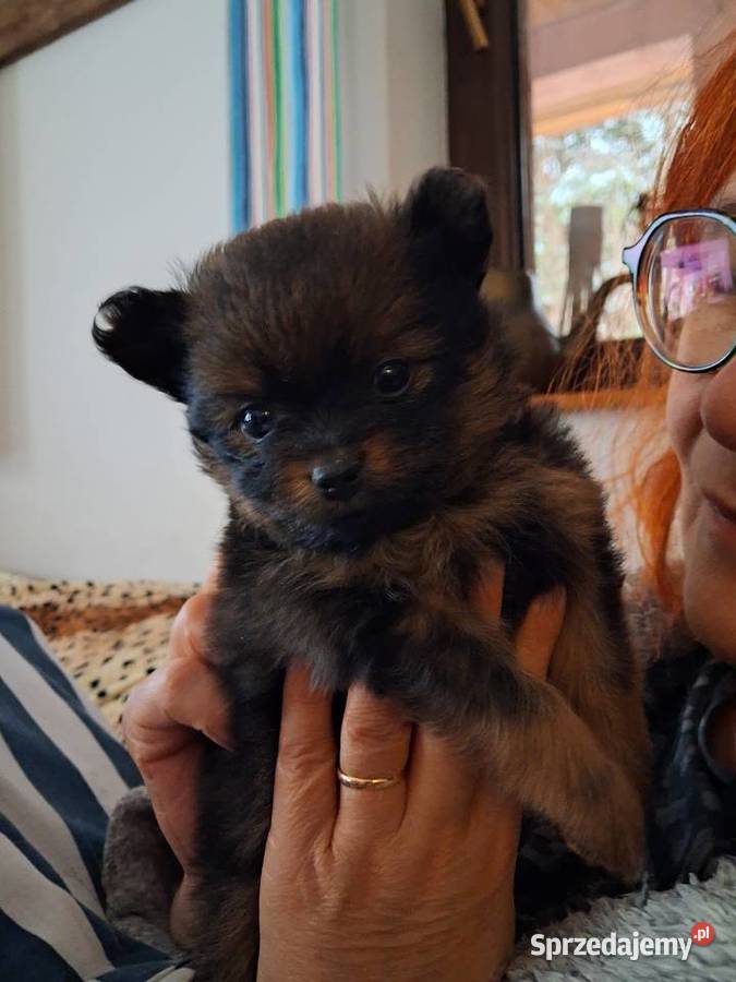 Szpic miniaturowy pomeranian Szpic miniaturowy Orzysz