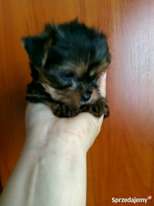 YORKI yoreczki malutkie iskierki