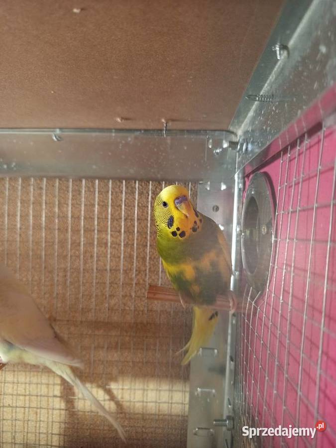 Sprzedam papugi faliste Wąsice