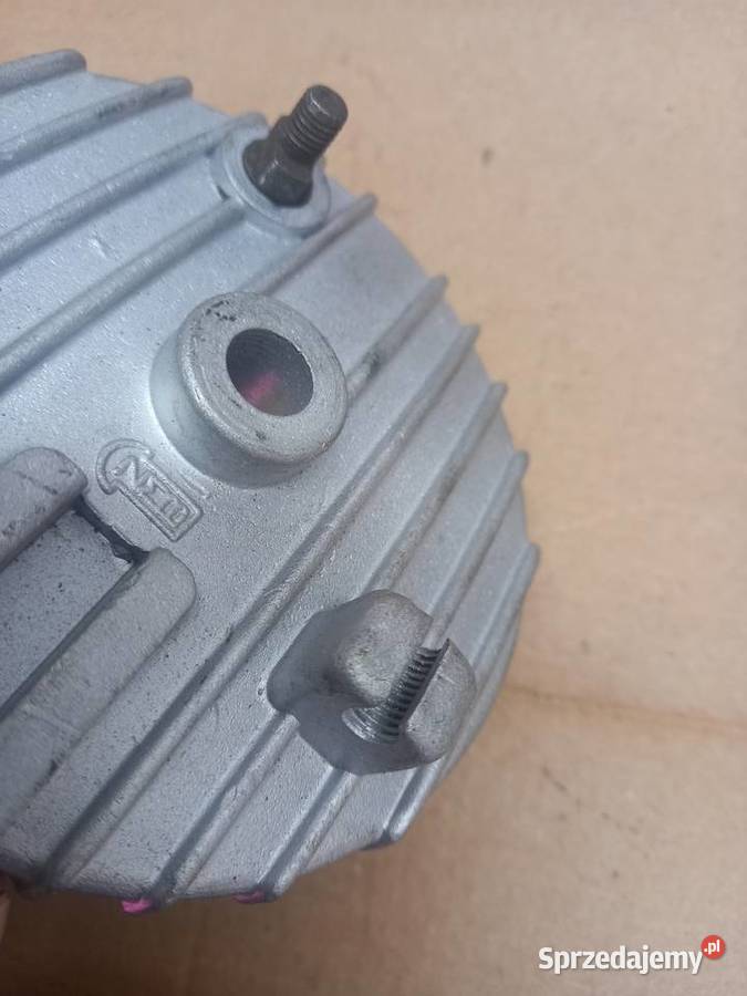 Szczekotrzymacz zak ryś