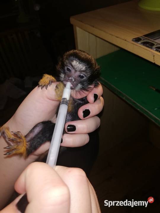 Tamarynka złotoręka ręcznie wykarmiona Łódź sprzedam