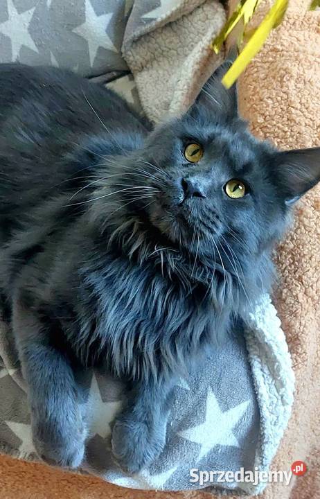 Reproduktor Maine Coon Reproduktor rasy Maine opolskie Opole